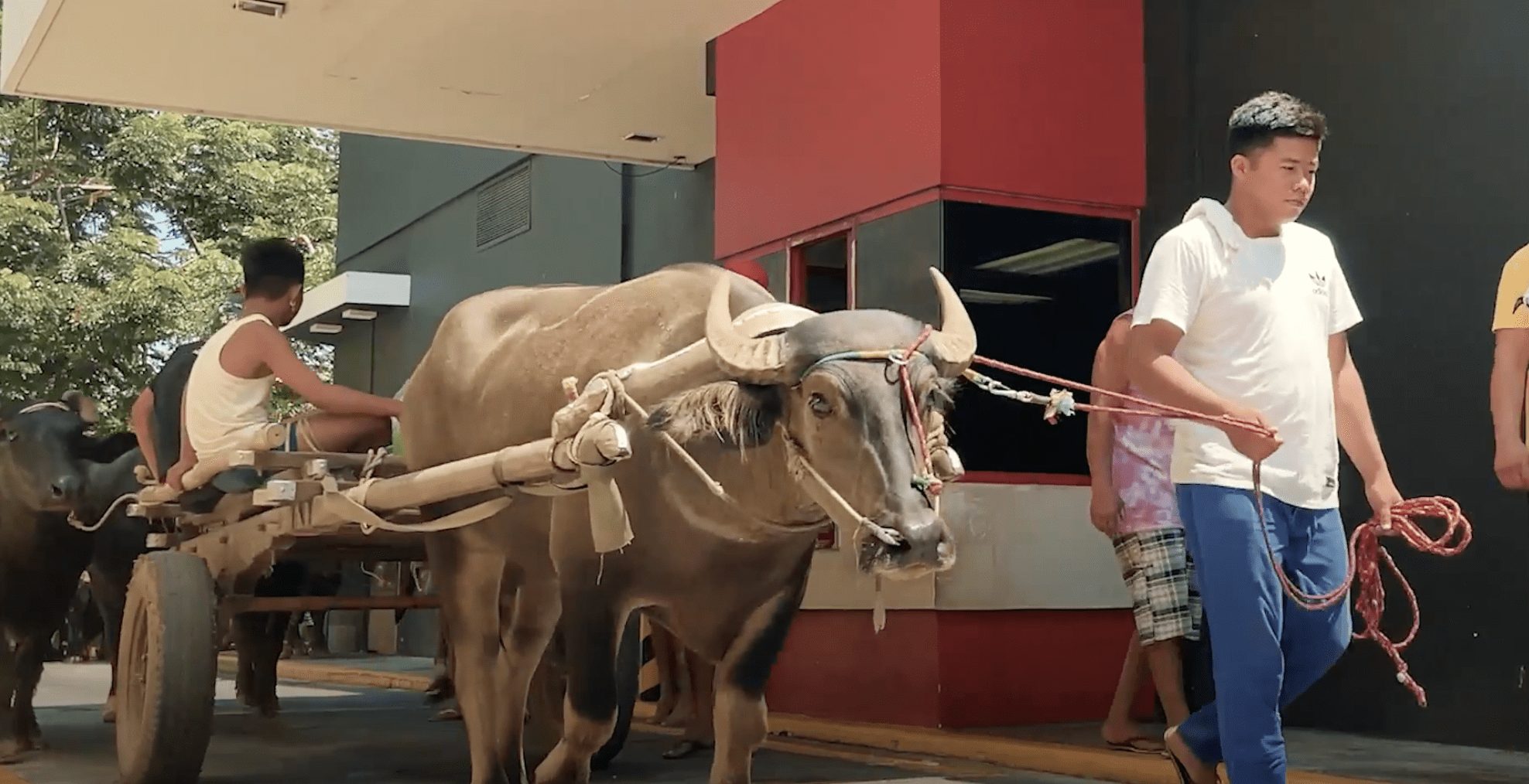 Screen Shot 2023-06-12 at 12.11.22 PM Carabaos being guided through the McDonald's drive thru